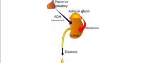 Antidiuretic hormone