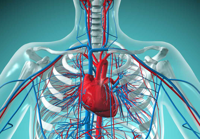 Circulatory system