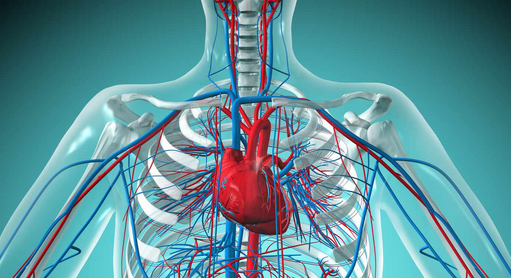 Circulatory system