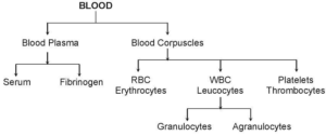 Flow chart of Blood composition